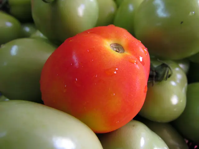 Reasons for Discolored Tomato Leaves Turning Yellow