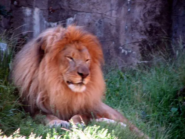 Thriving Lioness Recovering Well One Year Post Ukrainian Rescue from Shell Shock Condition