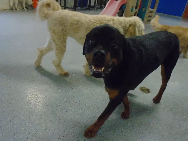 Unattended Streets Plagued by Stray Dogs: Canine Menace Causes Injuries to Pedestrians in South...