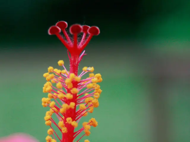 Pollen dispersal by Ambrosia and Company today