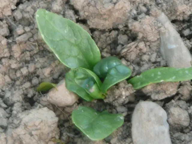 Addressing and Resolving Issues with Unpleasant Compost Smells: A Step-by-Step Guide