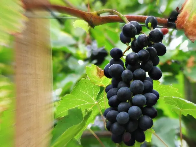 New Research Highlights Grapes as Nutrient-Rich Superfood