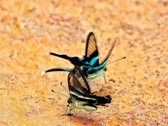 Gathering purpose of the Grünader-Weißlinge assembly