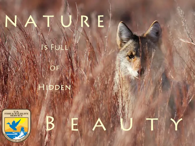 Urban Soundscape: Distressing Yelps from Urban Foxes