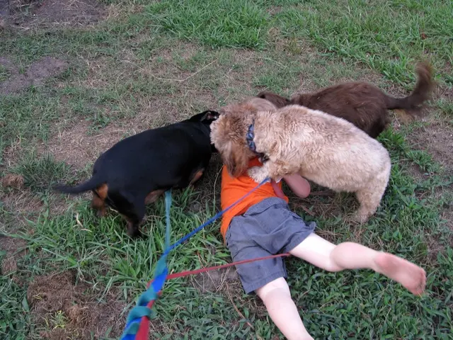 Dog attacks and bites runner.