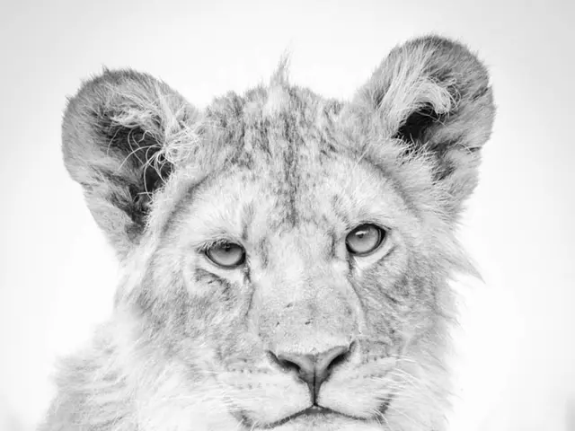 Predatory hunting of Siberian tigers occurs under cover of darkness, targeting their physical...