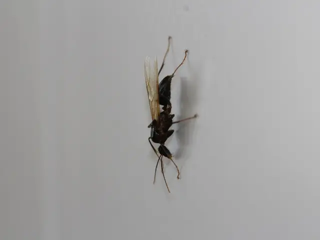 Hornets of Asian Origin Expanding Their Territory