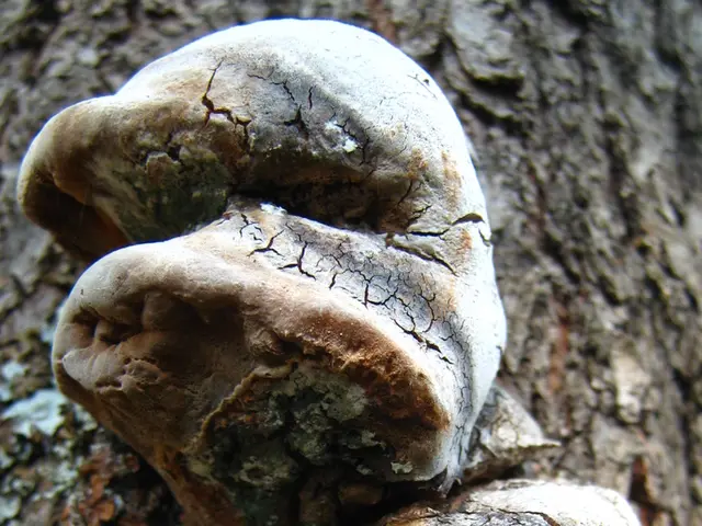 Archaea organisms, which feed on ethane, have a preference for specific meals, as demonstrated by...