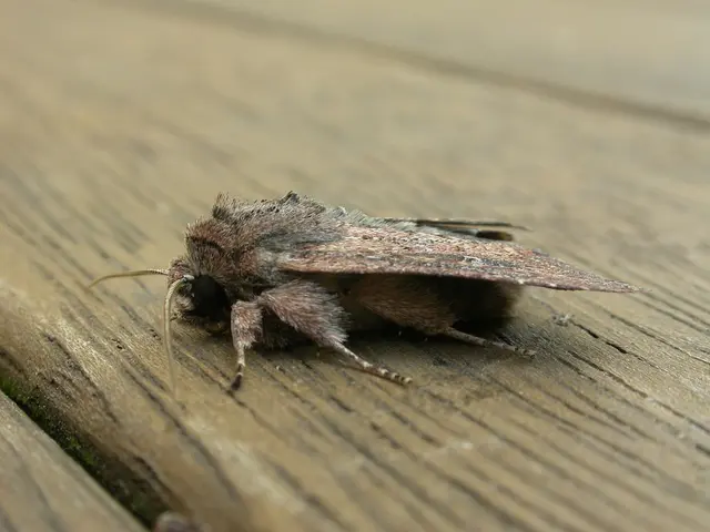 Agile cheetah-like maneuvering of miniature robots in labyrinthine settings