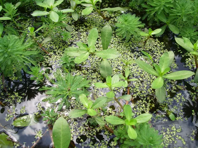 Toxic Bloom in New Pond's Water