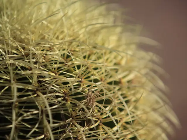 Causes for Christmas Cactus Bud Drops Exposed by Expert: Uncovering the Mysteries Behind...