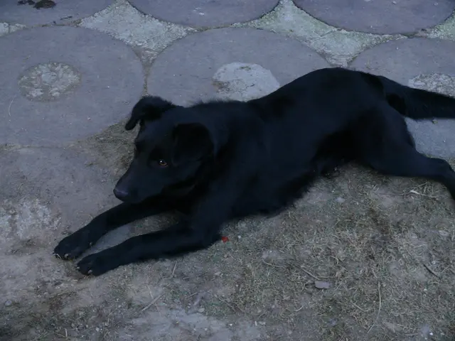 Dogecoin Maintains $0.21 Foundation amid Decreasing Volume approaching Ichimoku Cloud