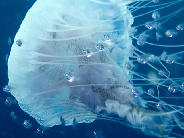 Venice Toughens Penalties for Poor Conduct by Tourists, Imposing Fines of Up To ₹50,000