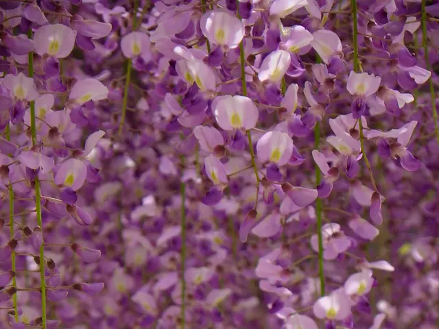 Method for Altering Stem Cells Triggers Meiosis as a Solution to Fertility Issues