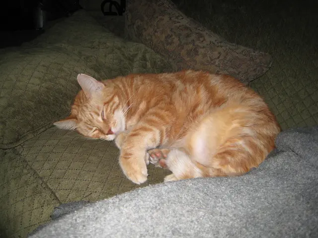 Cat's Constant Positioning: Sleeping Consistently Between Legs