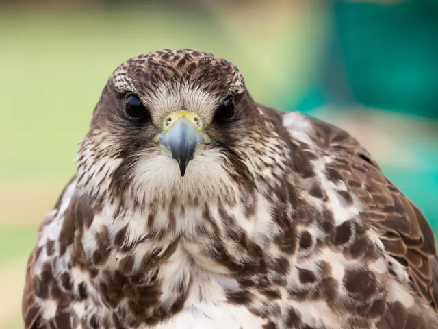 Giant Apex Predator Bird: Boasting Tall Height, Exceptional Weight, and Broadest Wingspan