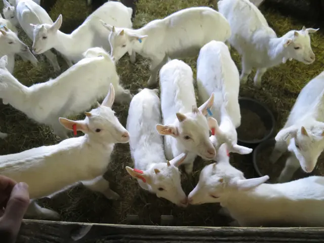 Goats have a specific diet that doesn't include avocados or rhubarb.