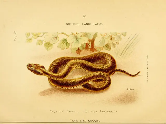 Differentiating Coral Snakes and King Snakes: Characteristics and Identification Techniques
