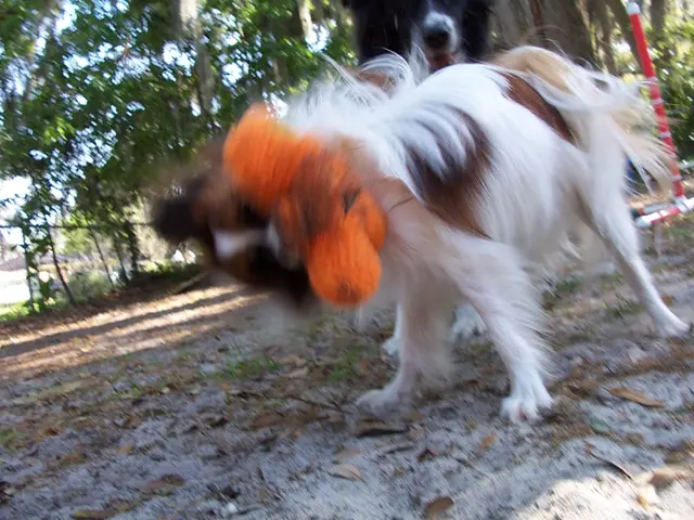 Car crashed into a dog in Waldmünchen/Sinzendorf