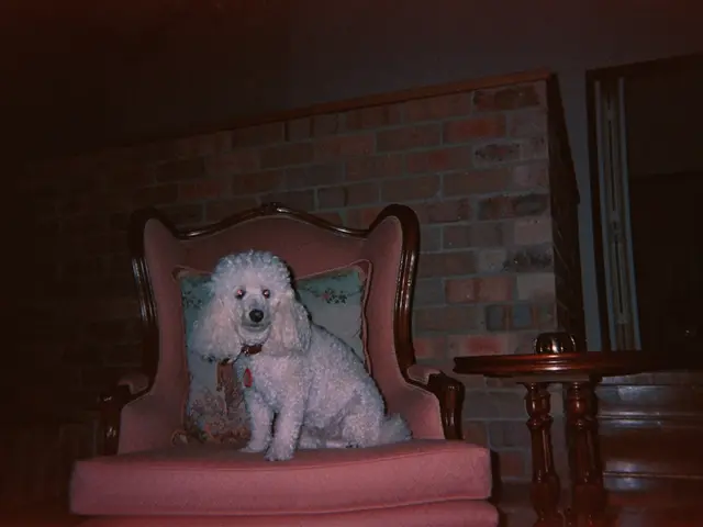 Struggles with young children lacking a partner for affection, leaving Teddy the dog's future...