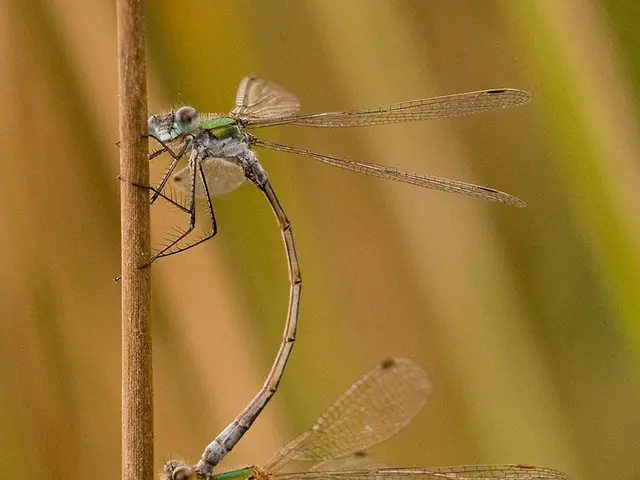 Preserved damselflies encased in amber provide scientists with a window into ancient courtship...