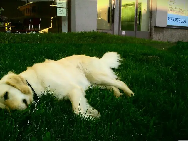 Dog owner urged to report incident as pet canine leaps onto runner, causing disturbance