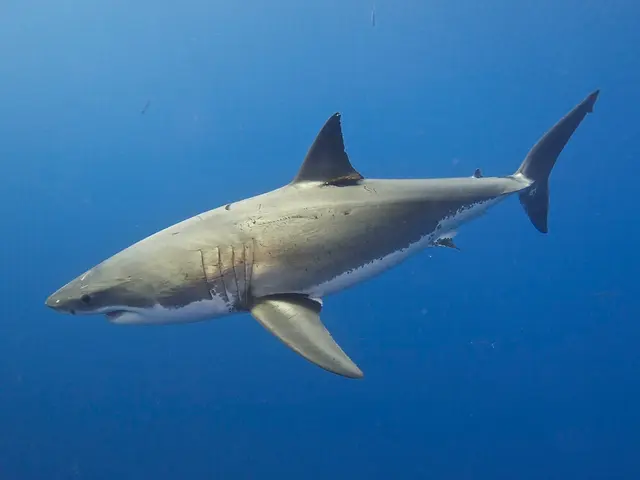 Exploitation of Shark Populations in the Caribbean Regions by Humans