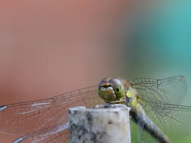 Dramatic alteration in the adornments of male dragonflies occurs in warmer environments