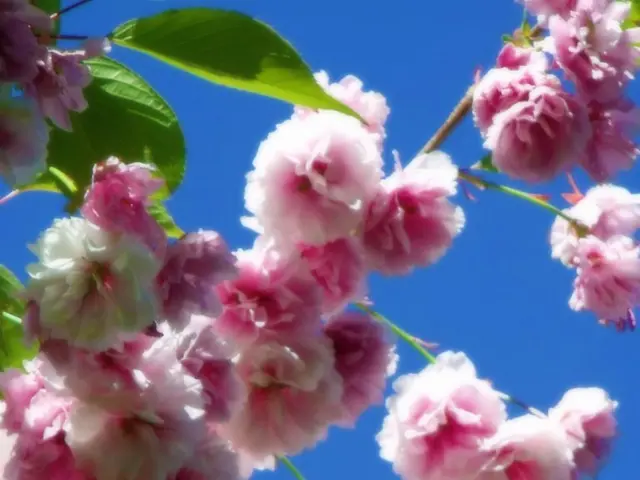 Explored Kallaland's Premium Calla Bulb Farms, Witnessing Meticulous Care and Artistry in...