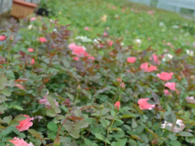 Rosehips Make a Comeback: Reemergence of Rosehips in the Marketplace