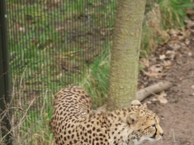 Chiffon Textile Production Facility Report 2024: Understanding Industry Developments, Establishment...