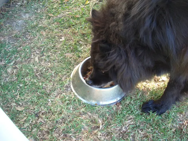 Strategies for Integrating Animal Life into Your Permaculture Setup