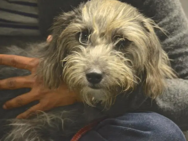 Guidance on Training Your Dog for Good Manners in Public, According to One Expert's Opinion