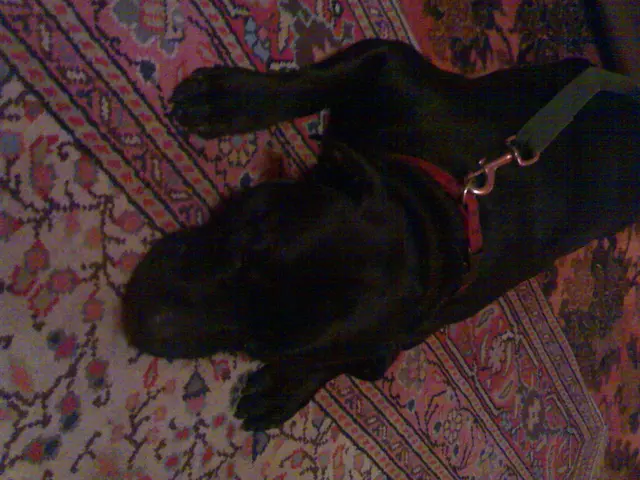 Unleashing Your Dog: Trainer's Guide on Identifying When Your Pet is Fit for Independent Walks