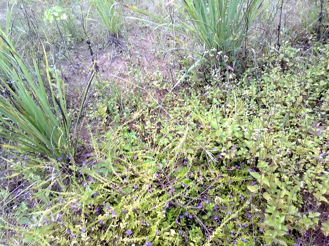 martianmoon discovered during flyby by Hera asteroid probe remains a puzzle