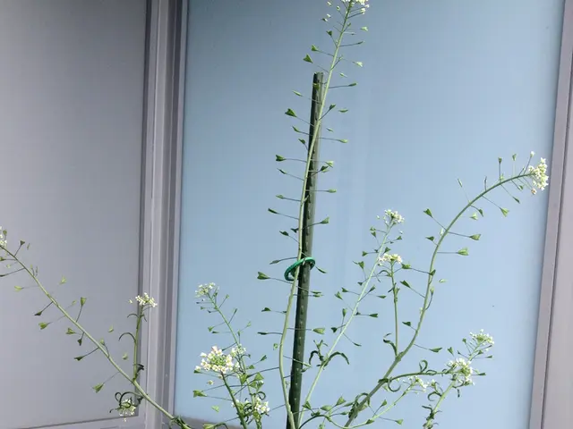 Balcony power plant secretly utilizes storage for improved efficiency.