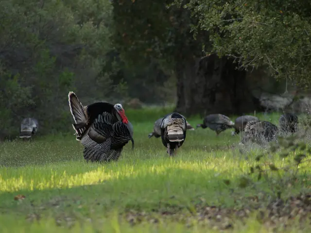 Diet of Wild Turkeys vs Farm Turkeys: A Comparative Study