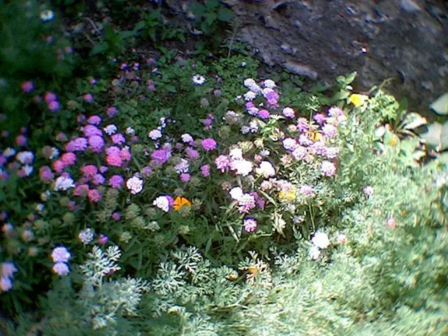 Crafted by Feelings - My Tale of Lily