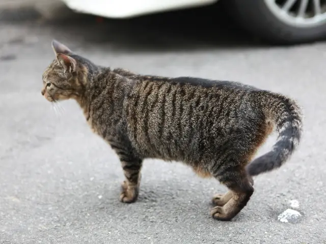Cat Returned to Owner After Tracking with GPS Technology