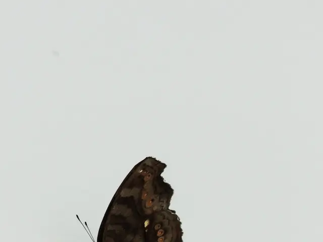 Revised Criteria Urged for Behavioral Variant Frontotemporal Dementia by Scientists