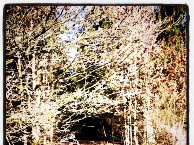 Forest Climate Trail Application at Königshöhe Peak