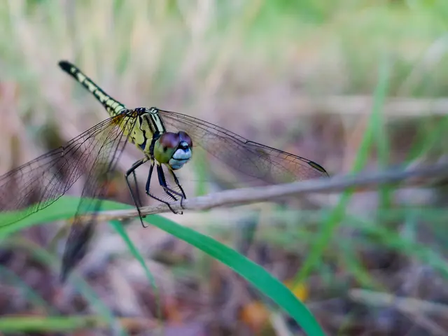 A fresh take on the iconic Dragon Quest JRPG series, the HD-2D Remake of Dragon Quest 1 and 2...