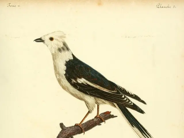 A Yarn Called The Sparrow's Story