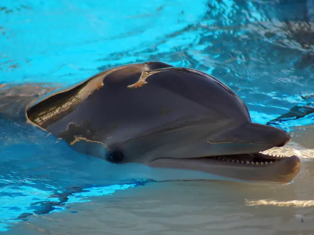 Aquatic mammals, specifically dolphins, demonstrate a response to the sound of flute music, hinting...