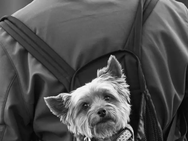 Travel-Friendly Pet Carriers Providing Real Comfort for Your Pets