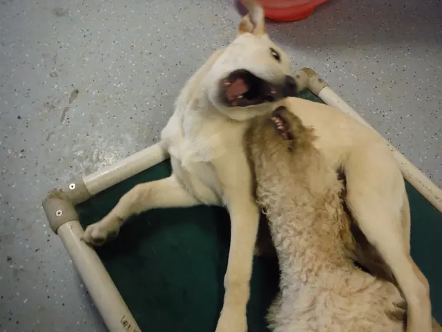 Therapeutic Methods Involving Animals: The Benefits Explained