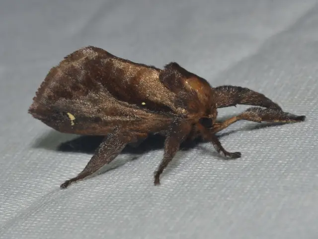 Contaminated Clothing Cleaning Due to Pesticide Residue