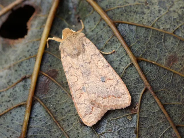 Methods for Eliminating Stinging Nettle Safely and Efficiently