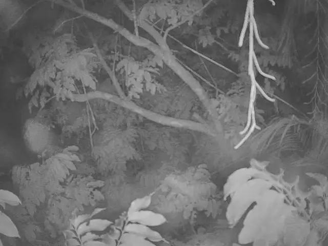 Challenging Tree-Related Coding Issues in Job Interviews