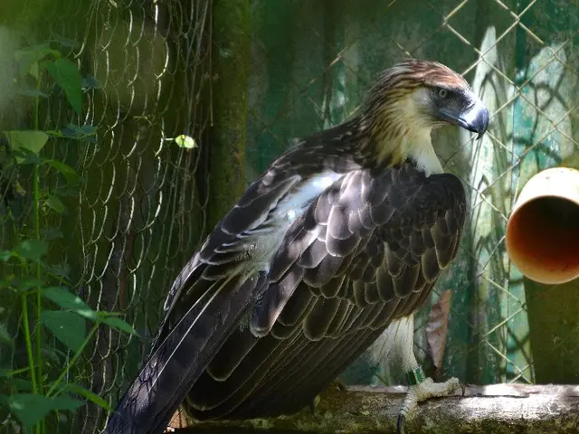 Uncovered: Discovery of Nine Unique Avian Species within Đakrông Nature Reserve